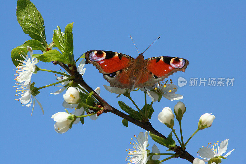 孔雀蝶(inachi Io)在梅花上